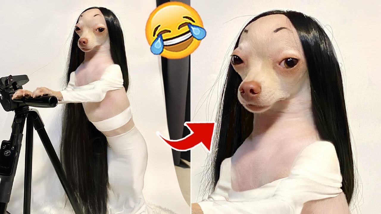 Funny Dogs of TikTok Compilation