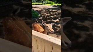 Up close with a deer