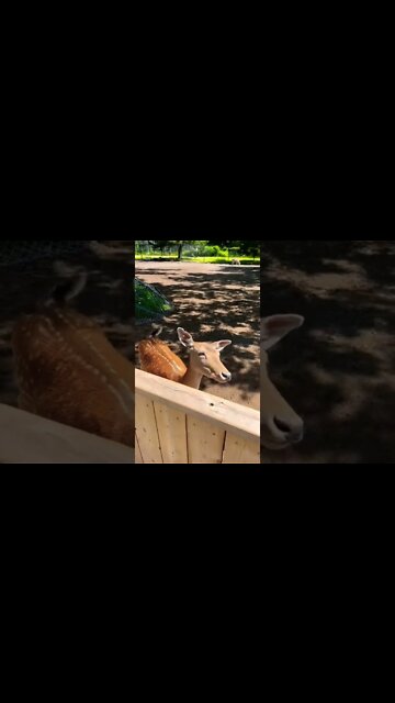 Up close with a deer