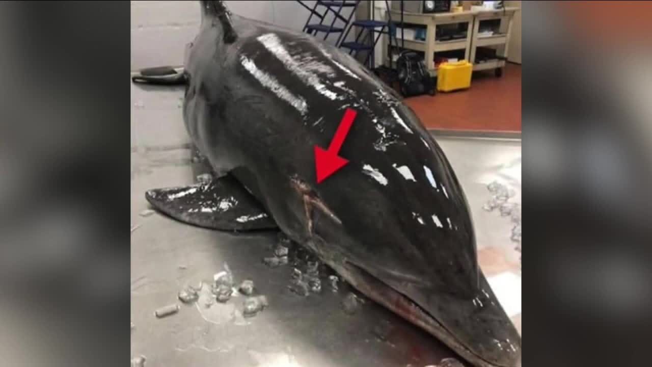 Reward increased for tips concerning impaled dolphin