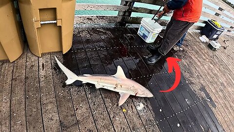 I Dropped My GoPro off SHARKY'S Pier | Huge Schools of Fish