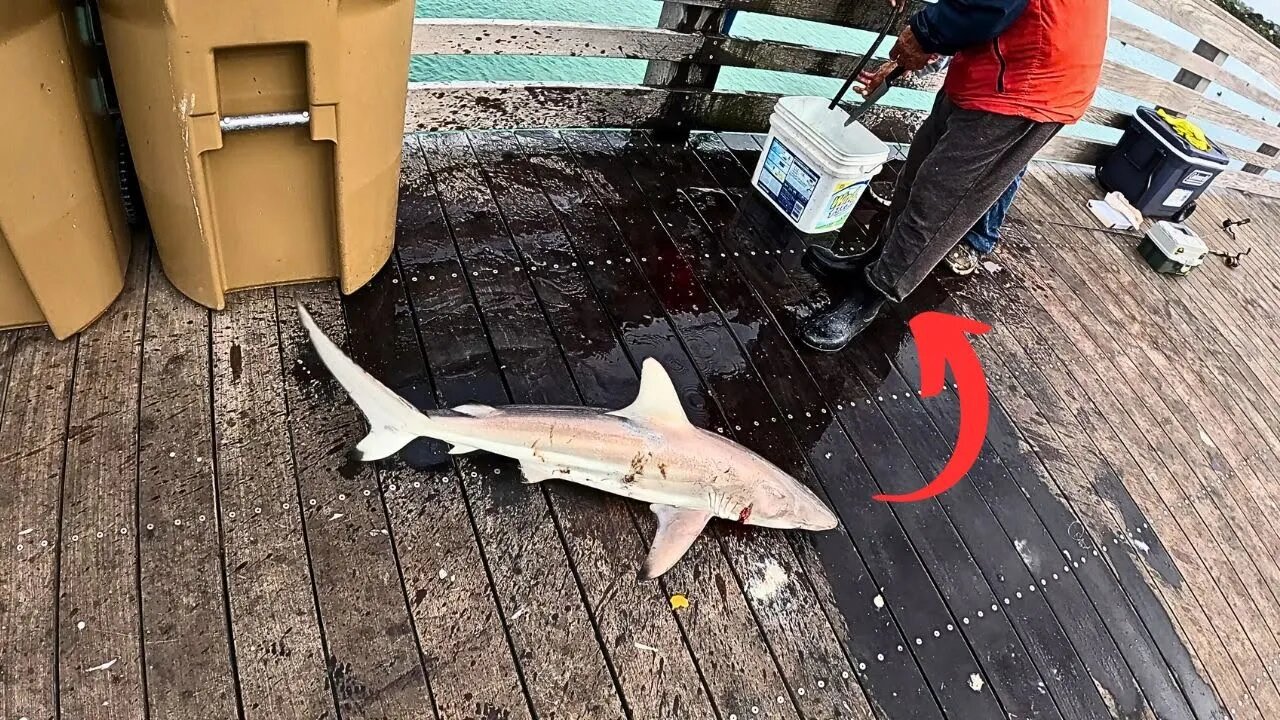 I Dropped My GoPro off SHARKY'S Pier | Huge Schools of Fish