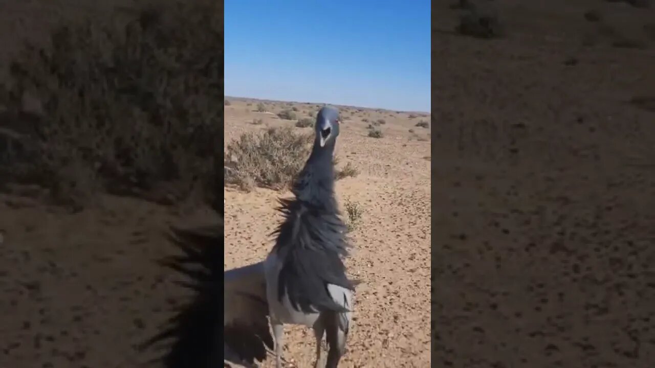 Amazing birds 😯