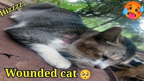 wounded cat