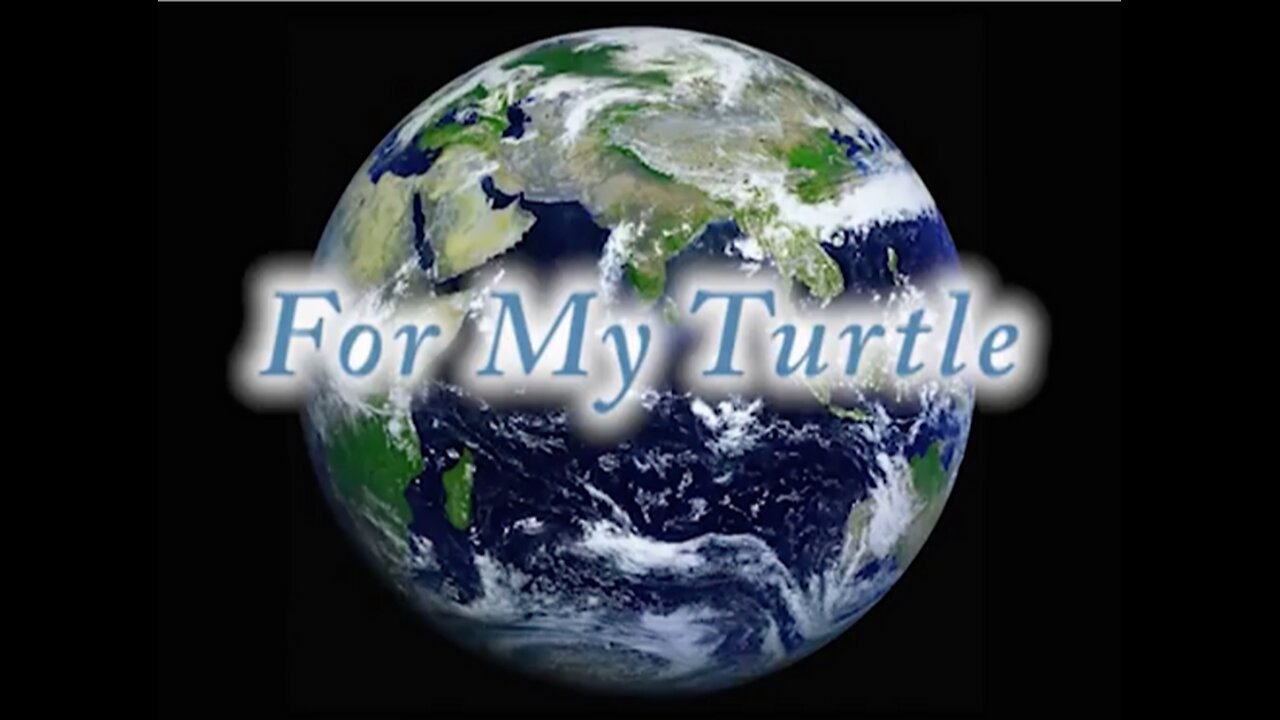 For My Turtle