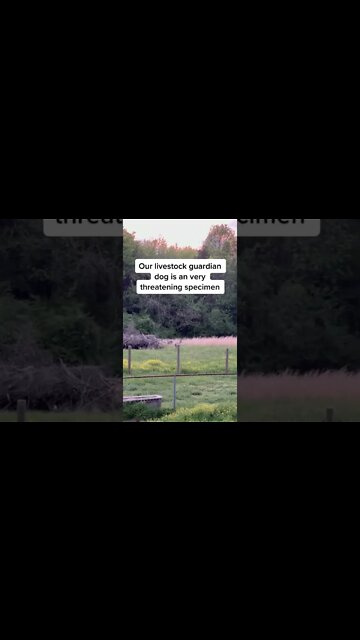 Super Threatening LGD #shorts