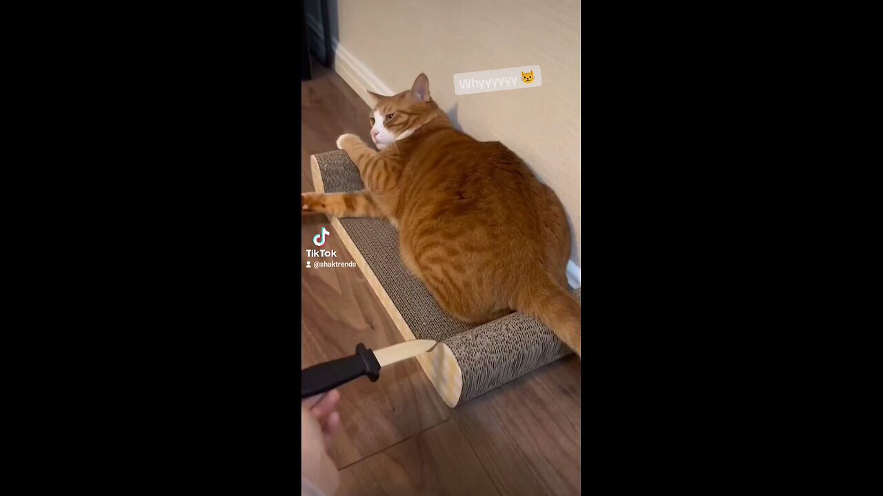Whyyyyy? 😾