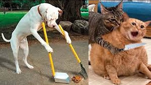 Funny dogs and cats vidéos 2023