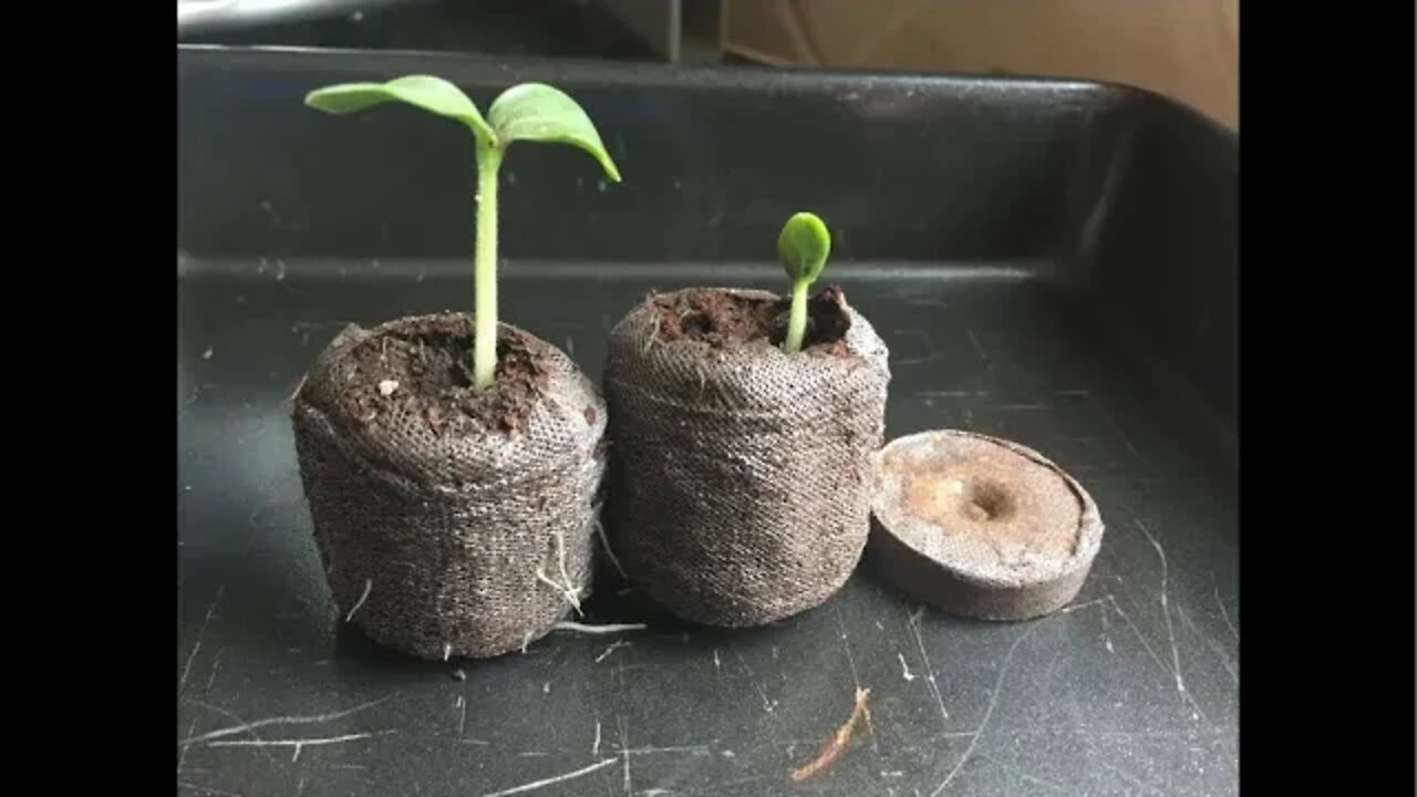 Healthy growth