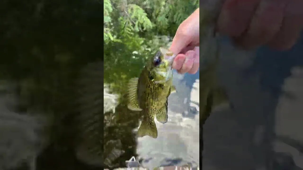 Green theme 💚 Been a while since I saw a Rock Bass 😍