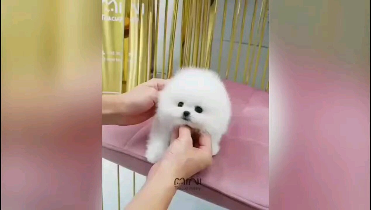 cute animals of the year 2024