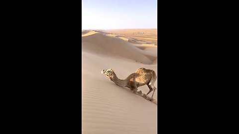 camel climb the sand dunes