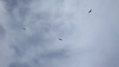 Birds of Black Star Cyn