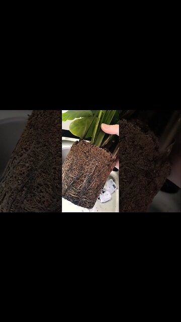 🌿 Stop Killing Your Plants! Top Watering Hacks for Plant Lovers 🚿🌱 #plants #shorts