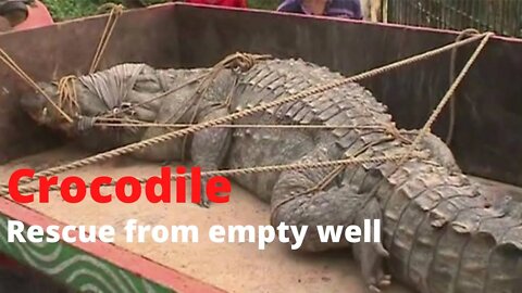 CROCODILE Rescue From Empty Well 😱 l #sabircool #animals #crocodile