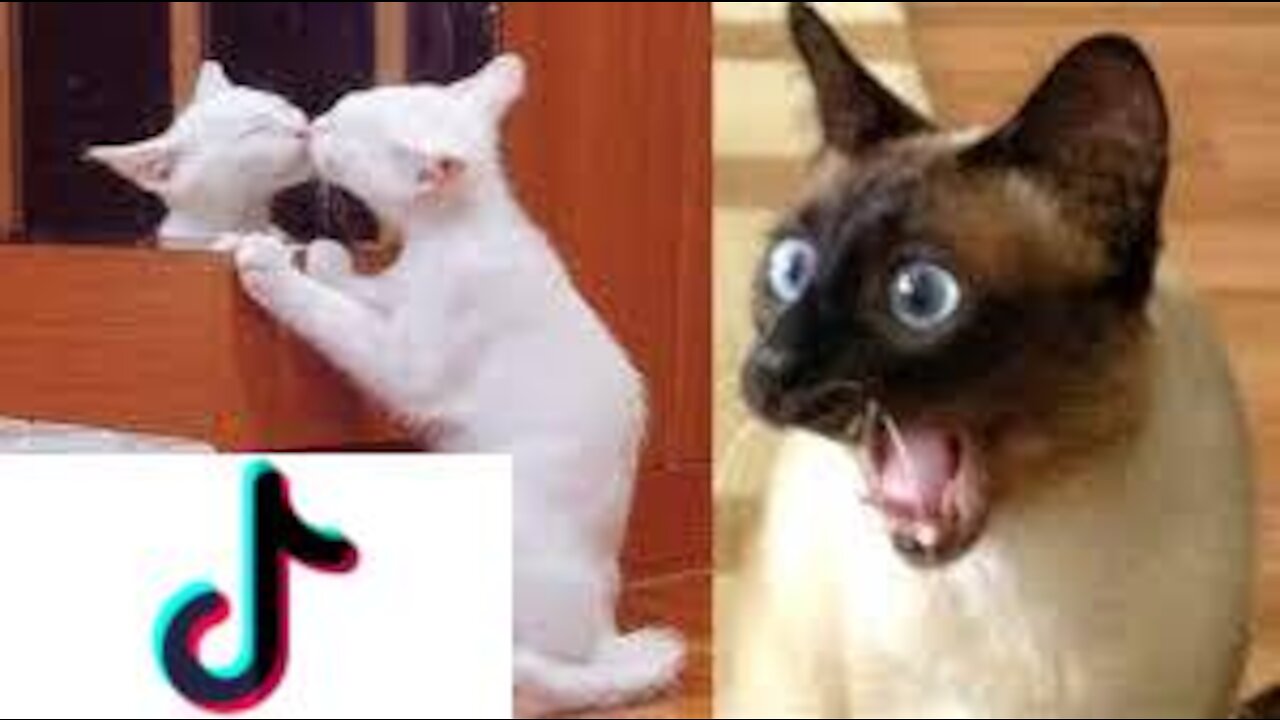 Try not to laugh 🤣 with these cats videos - BEST CATS TIKTOKS!! #1