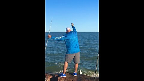 Blacktip Shark Caught on Cut Ladyfish.