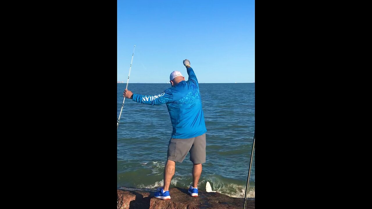 Blacktip Shark Caught on Cut Ladyfish.