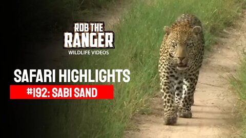 Safari Highlights #192: 08 - 10 February 2013 | Sabi Sand Nature Reserve | Latest Wildlife Sightings