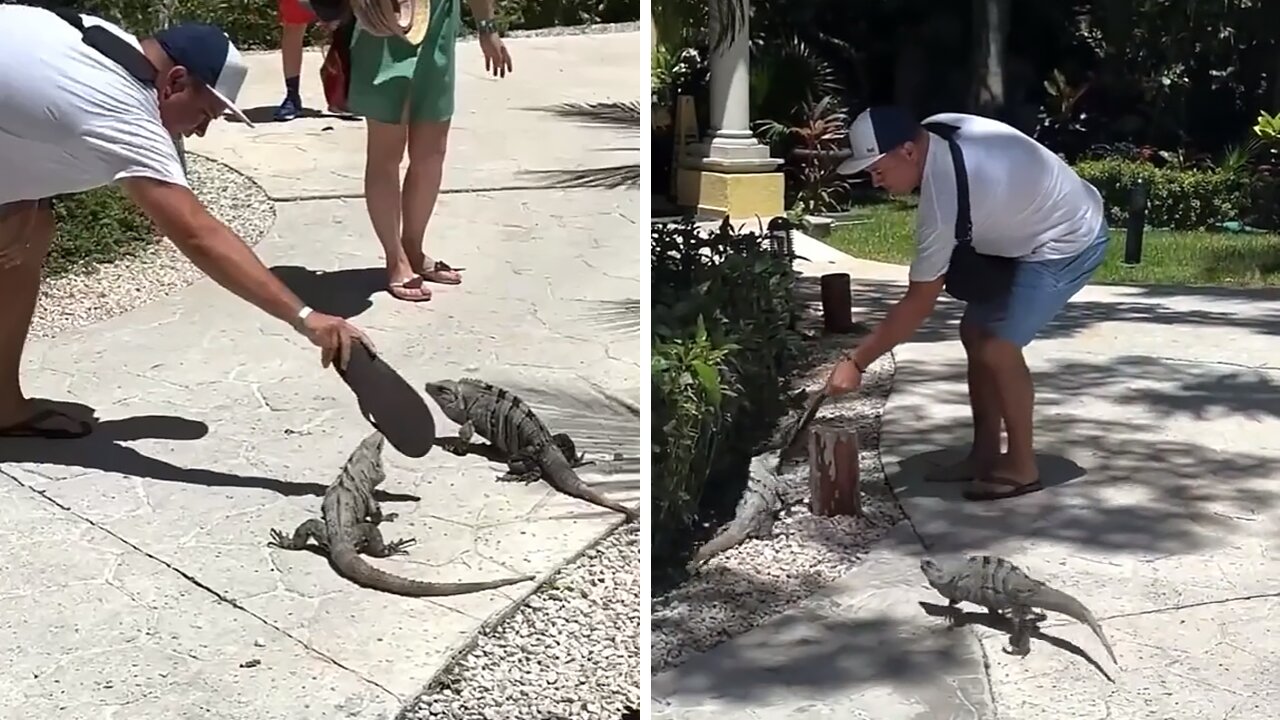 Angry iguana takes off with this person's sandal