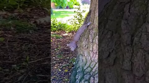 木にじっとくっついてるリス＃Squirrel clinging to a tree #shorts