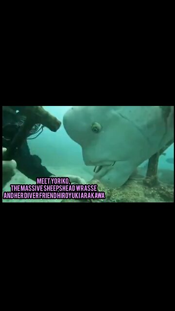 Meet Yoriko, the Massive Sheepshead Wrasse and her Diver friend Hiroyuki Arakawa