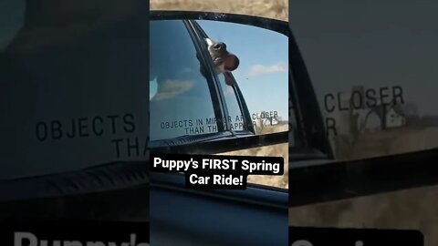 Puppy's FIRST Spring Car Ride! #stbernard #saintbernard