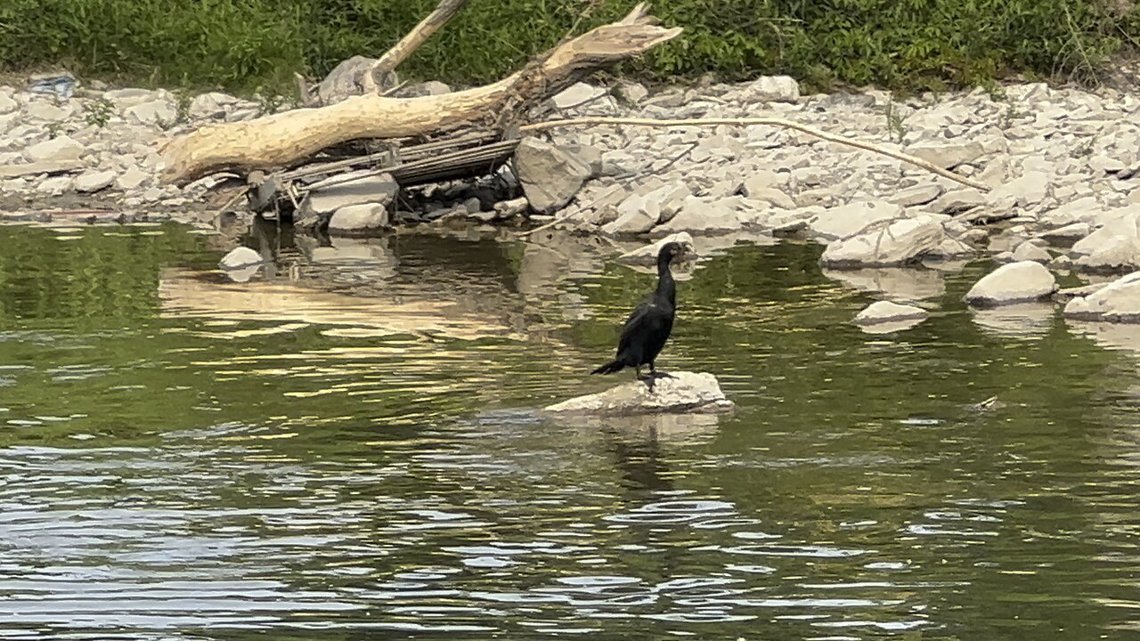 Cormorant and bathing Canada Geese