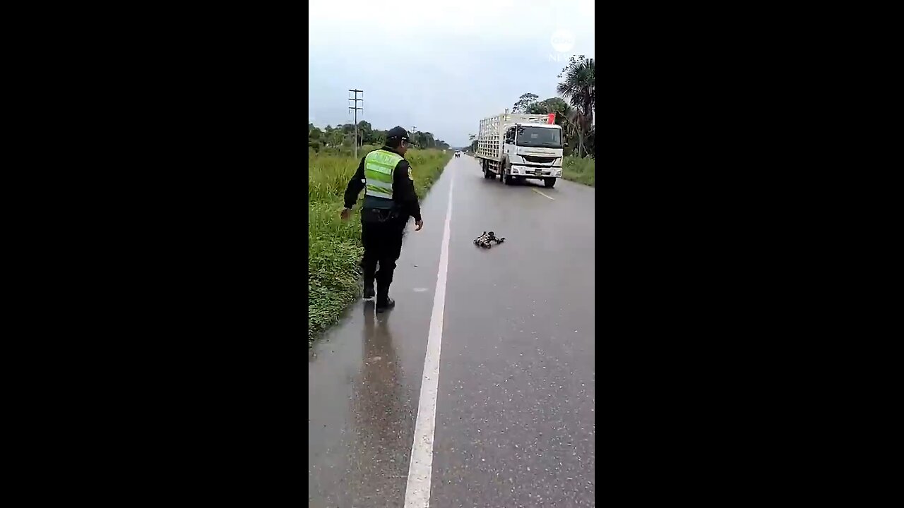 Police rescue sloth