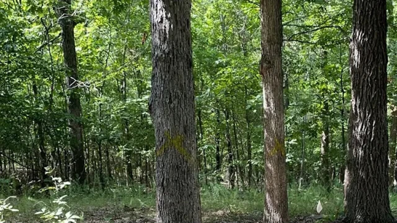 Live-er homestead