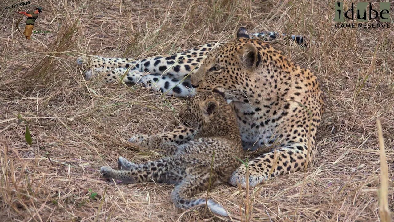 Leopard Family, Part 8