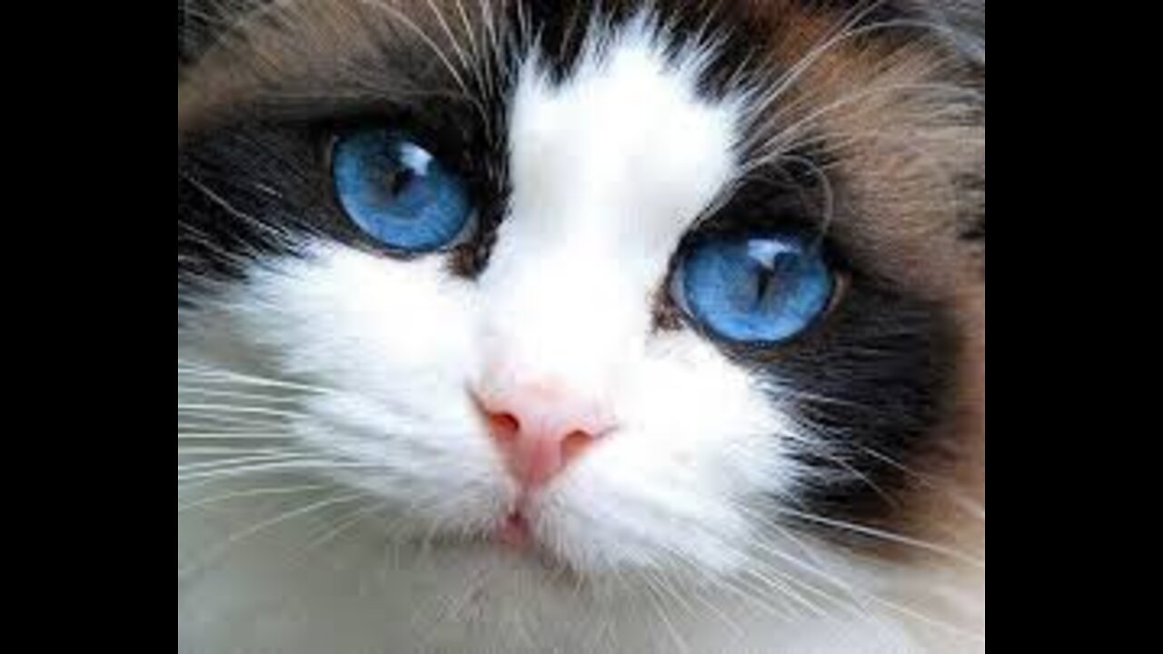 BEAUTIFUL CAT