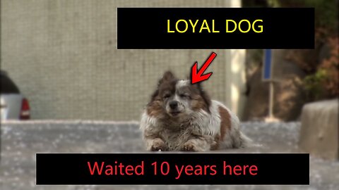 It takes a second to abandon him, but the dog uses 10 years to wait for owner.