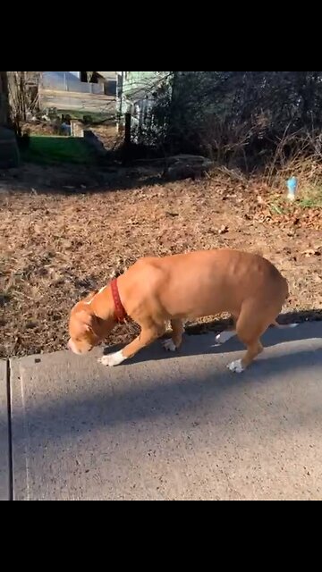 My Girls Old Lady & Nala Girl 🐶💓🐶