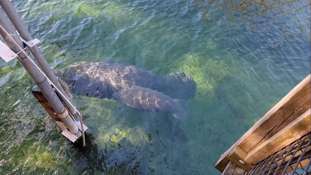 We saw Manatees!! 😍 @ Blue Spring State Park