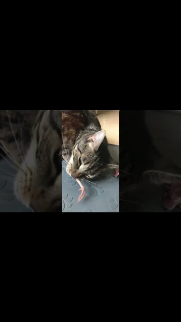 Jericho crunching a quail leg #jesscaticles #shorts