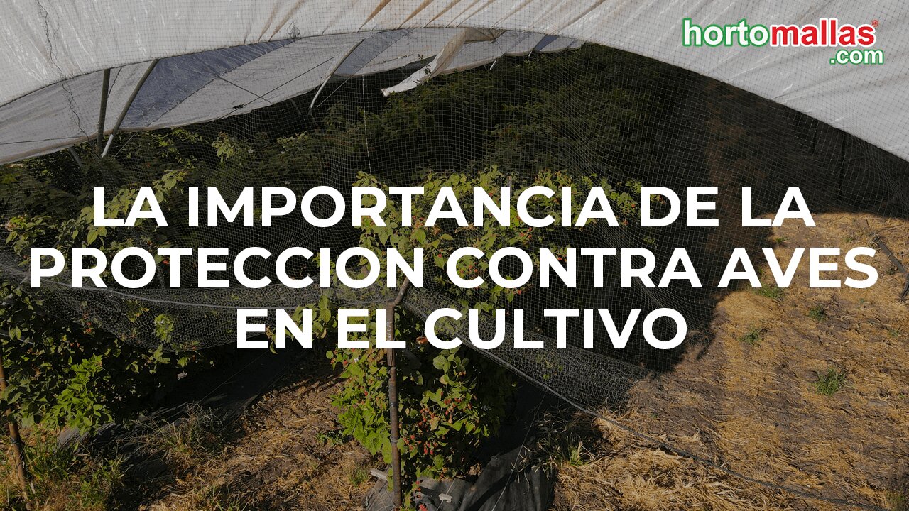 La importancia de la protección contra aves en el cultivo