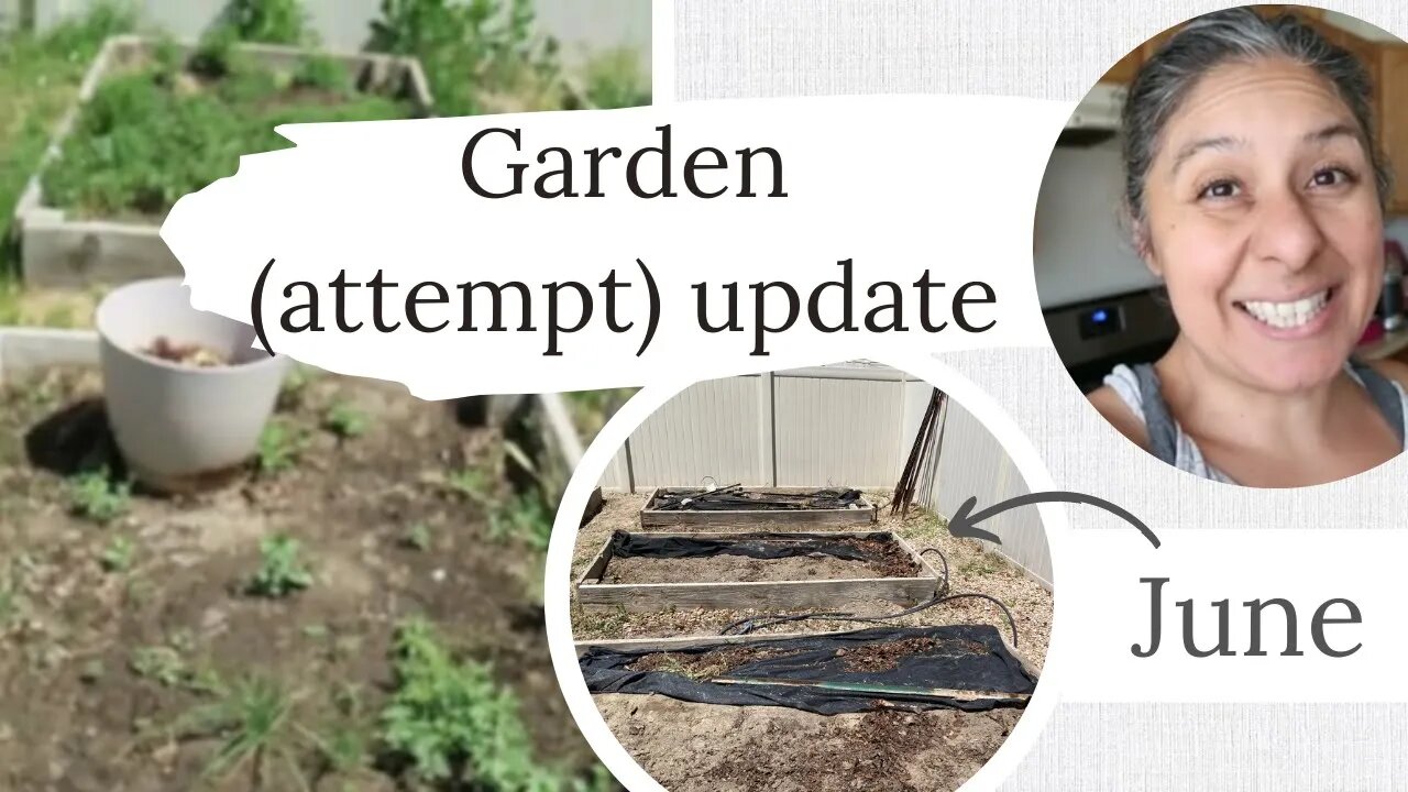 Garden (attempt) update - June