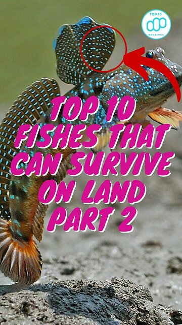 Top 10 Fishes That Can Survive On Land Part 2