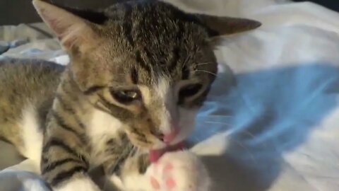 I'm the Cleanest Kitten in the Country