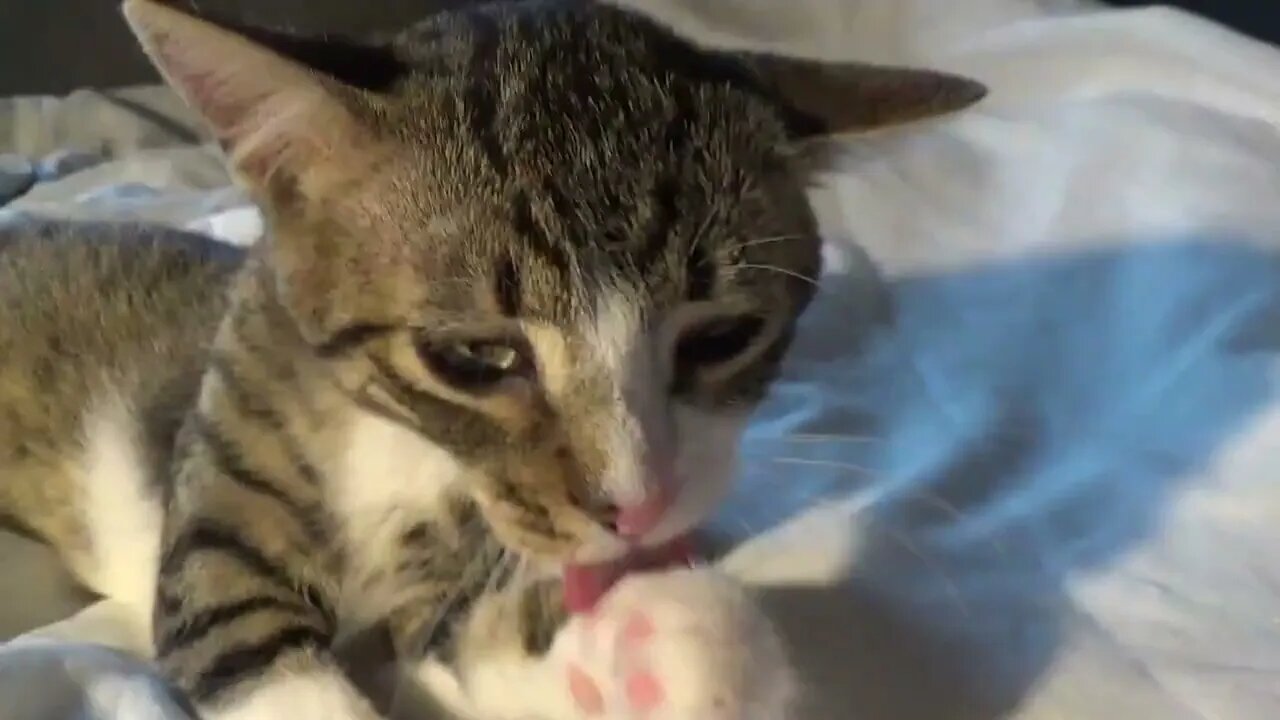 I'm the Cleanest Kitten in the Country