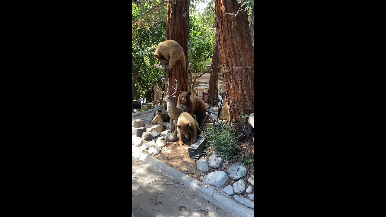 Baby Bears in Sierra Madre, CA