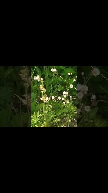 What is edible here part 9 Mayweed