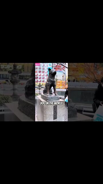 COOL THINGS YOU CAN FIND IN JAPAN | RANDOM ROADHOUSE