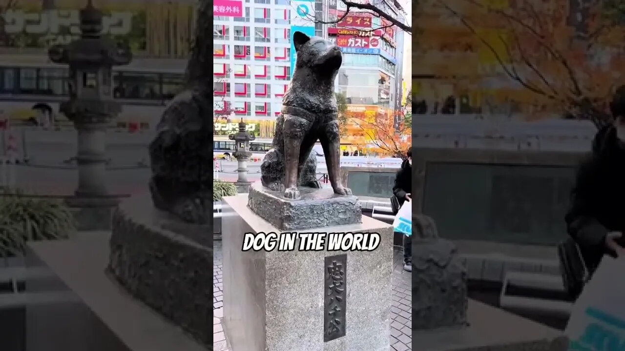 COOL THINGS YOU CAN FIND IN JAPAN | RANDOM ROADHOUSE