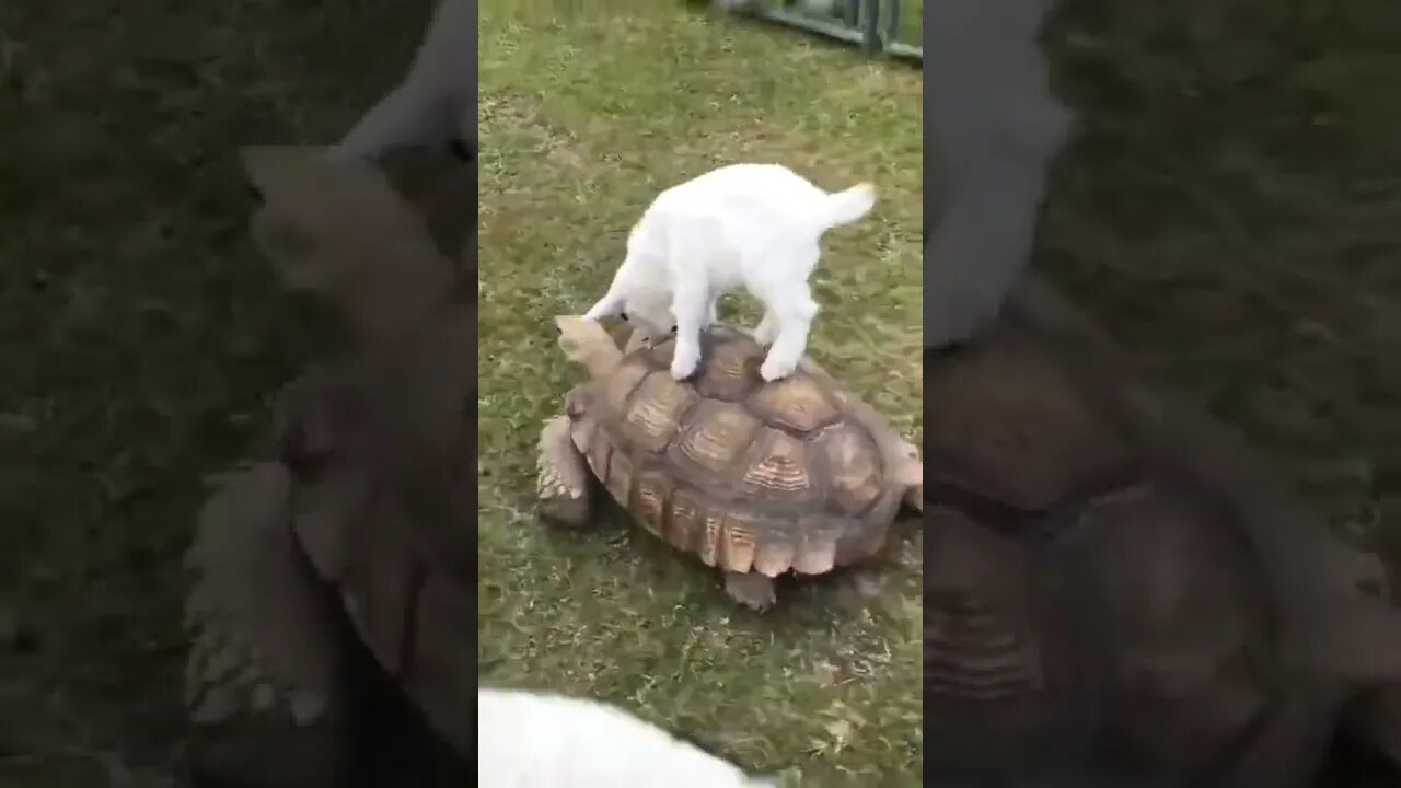 Can this thing go any faster..🐢💨🐐😅