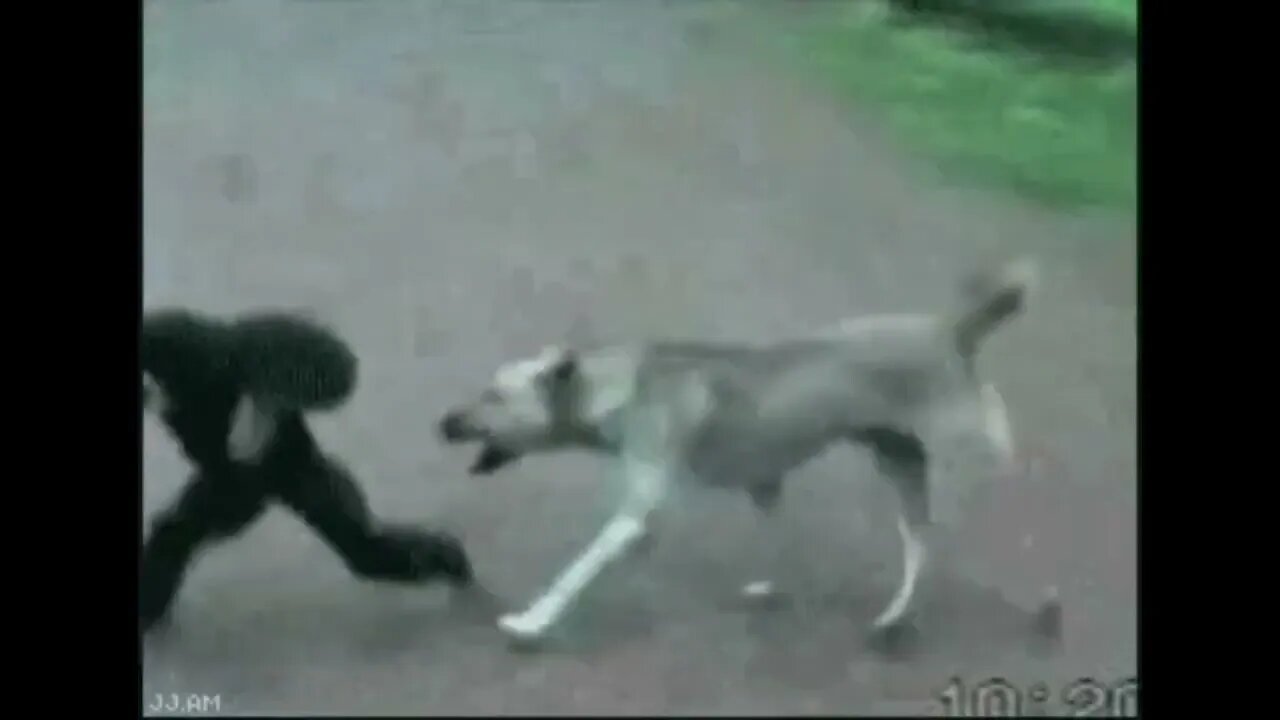 Monkey Pulls Dog's Tail