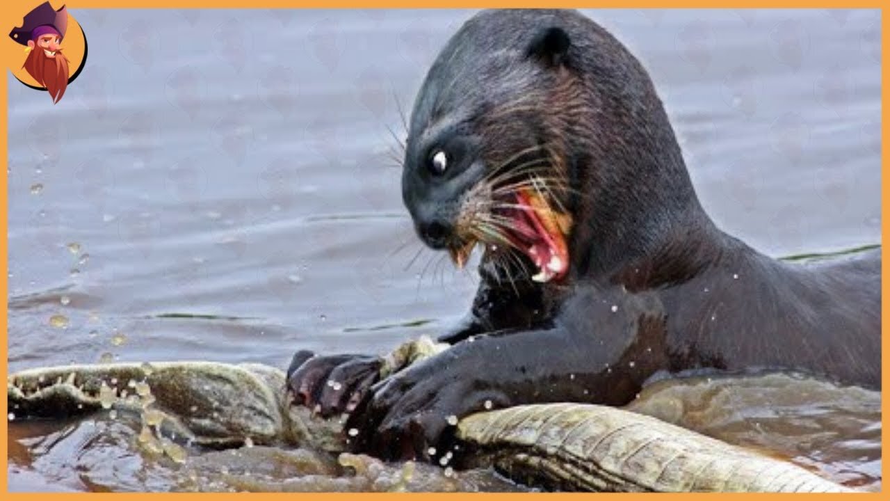 12 Times Otters Took It To Their Enemies