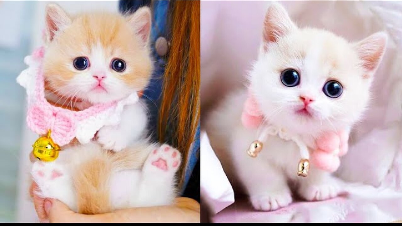 Cute funny cat video