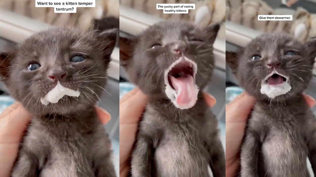 Baby Kitten Throws Temper Tantrum During Feeding